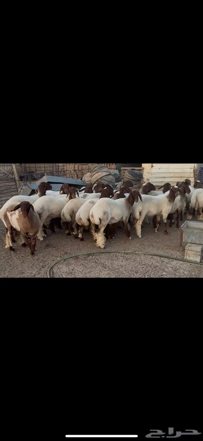 جذعات نعيم مقاني 3