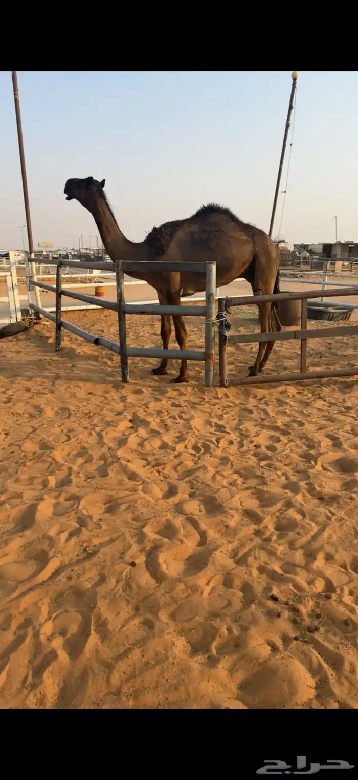 قعود طيب طالع من ابل الامير حد 6000 0