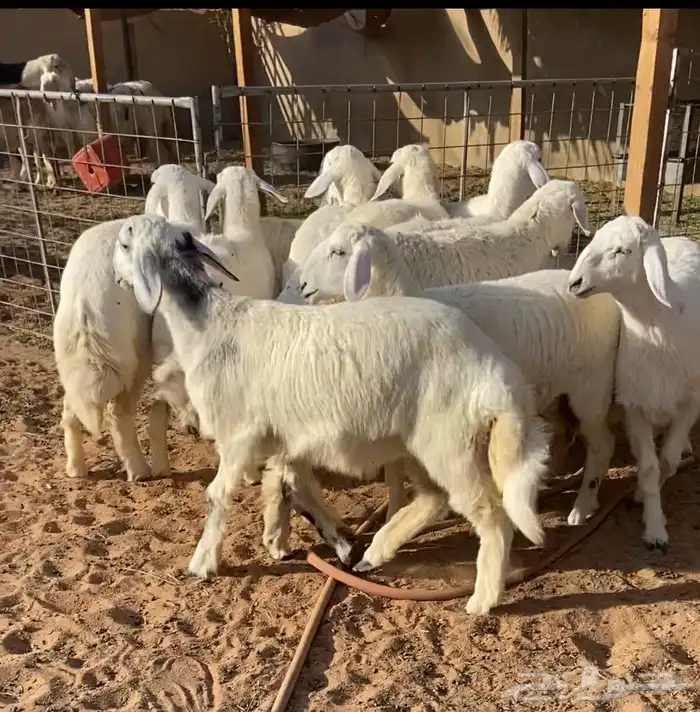 رخال حريات 0