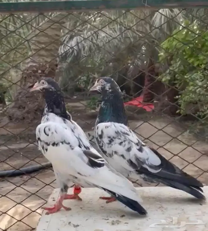 حمام باكستاني تيدي سخي 0