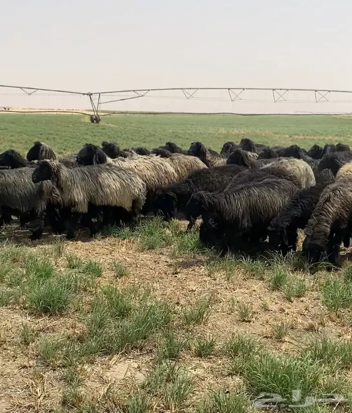 غنم عرب شهب فاخره وطيبه للبيع 15