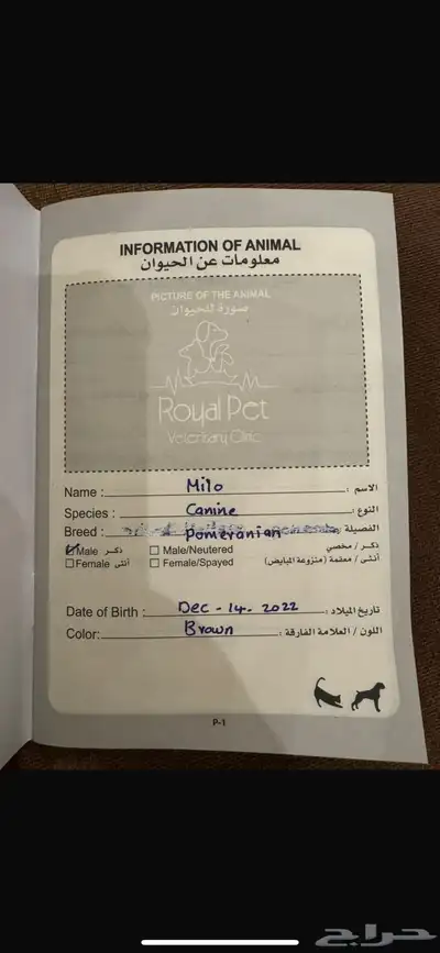 للبيع كلبين بوميرينان للبيع index