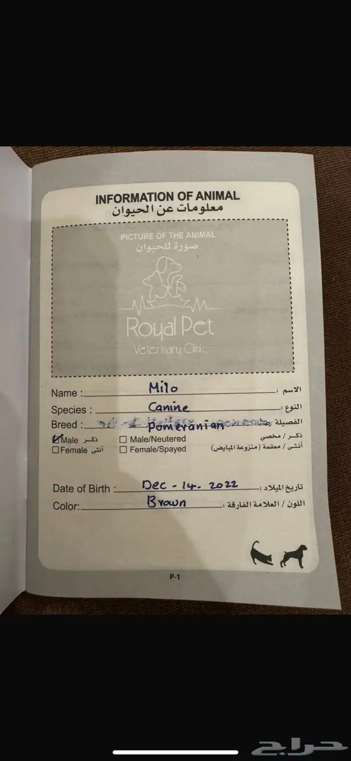 للبيع كلبين بوميرينان للبيع 2