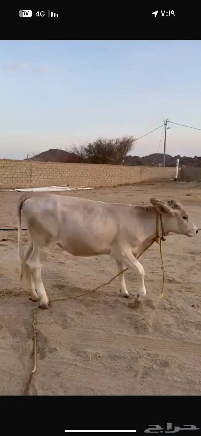 بقره 1