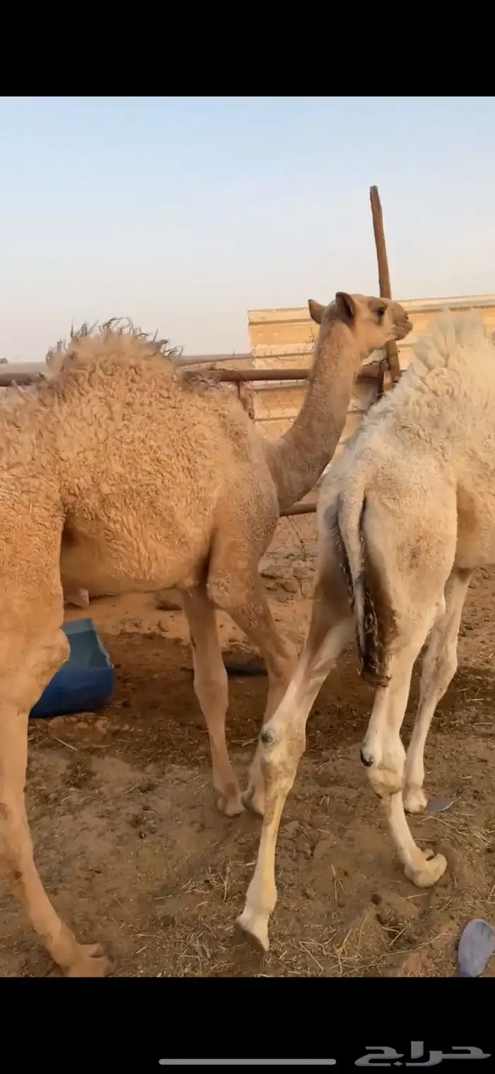 قعودين طيبات الي بيذبح ولي بيربي صالحه الخرج 0