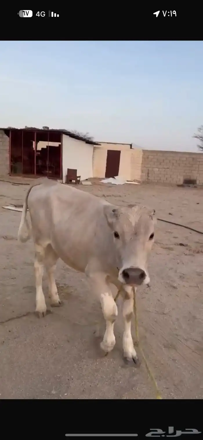 بقره 2