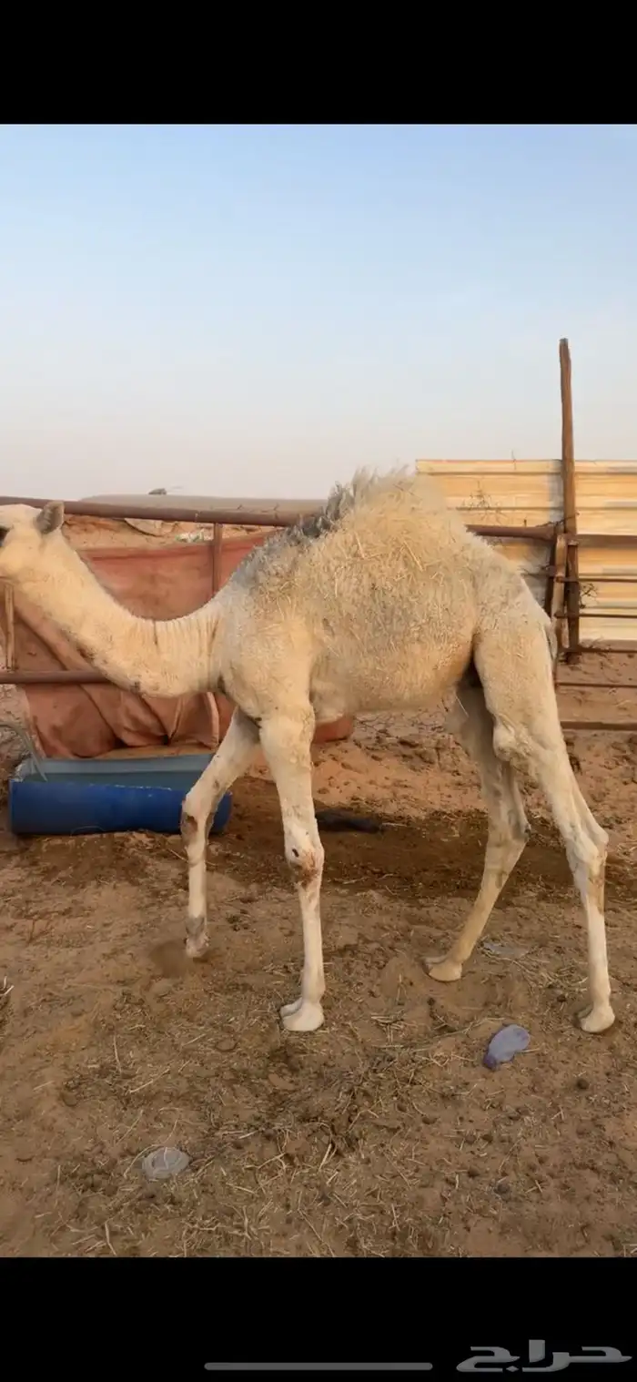 قعودين طيبات الي بيذبح ولي بيربي صالحه الخرج 2