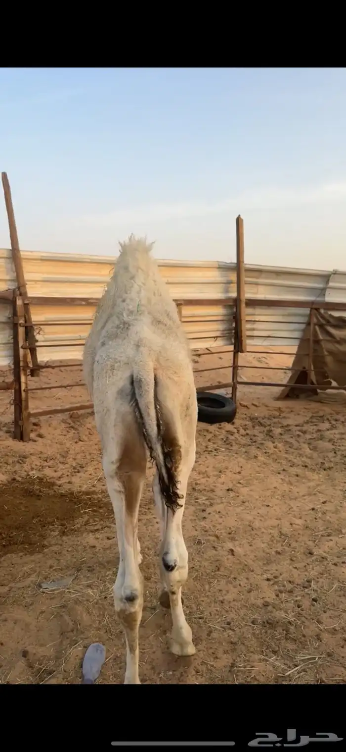 قعودين طيبات الي بيذبح ولي بيربي صالحه الخرج 6