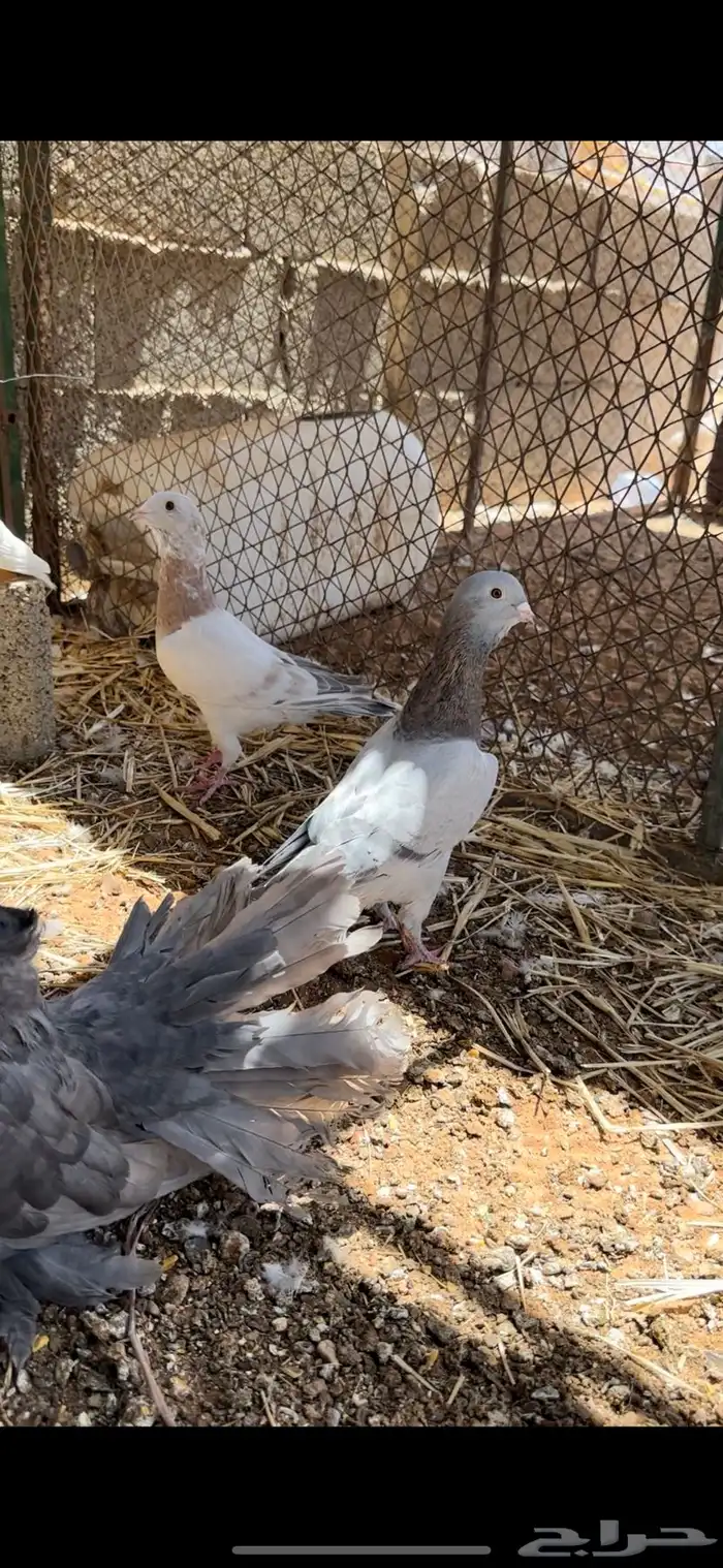 جوز ريحاني وجوز رقاصي امريكي وجوز فرنسي 0