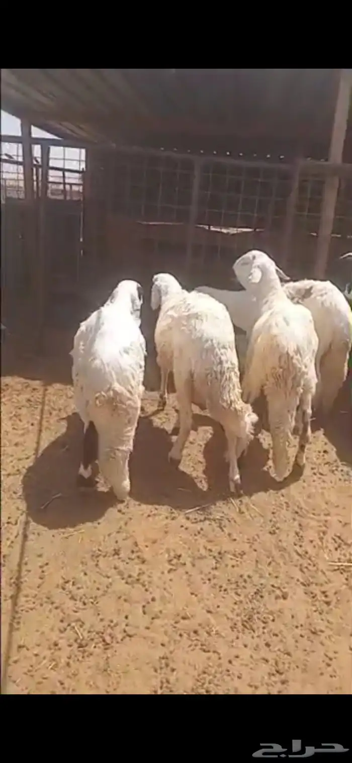 سواكن مرابي جذعان 2