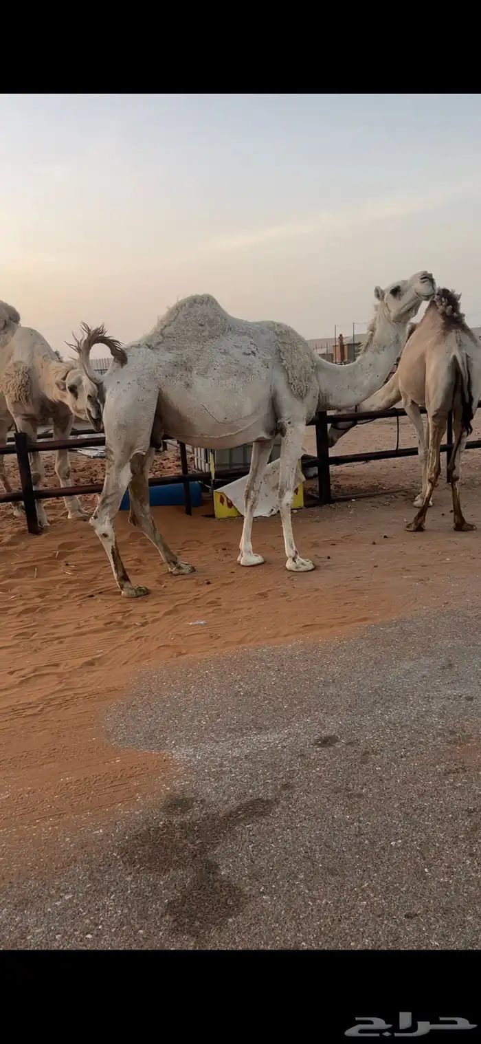 اللقحات وضح طيبه 3