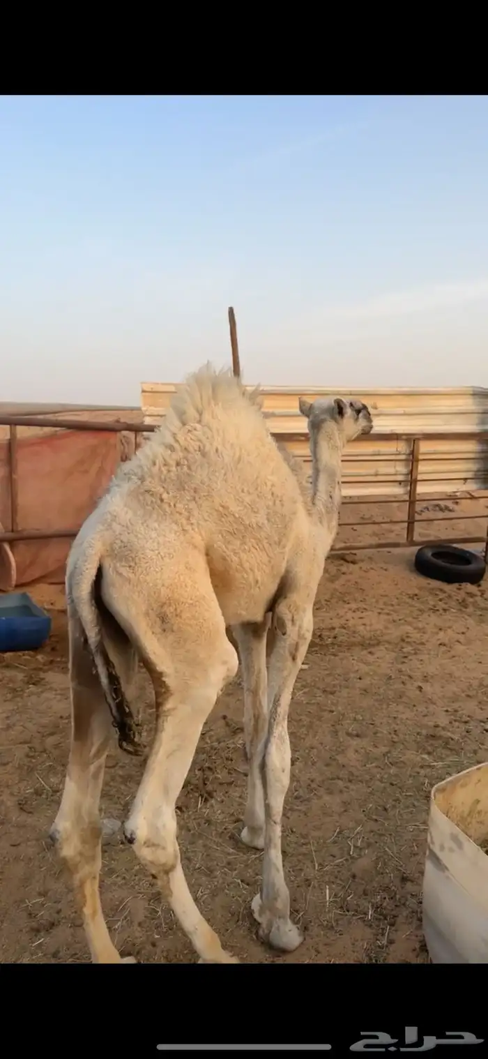 قعودين طيبات الي بيذبح ولي بيربي صالحه الخرج 5