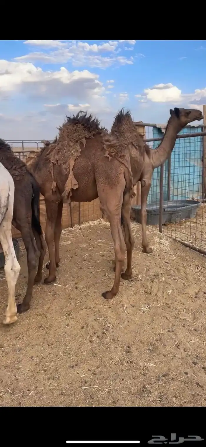 للبيع حيران فاخره 2