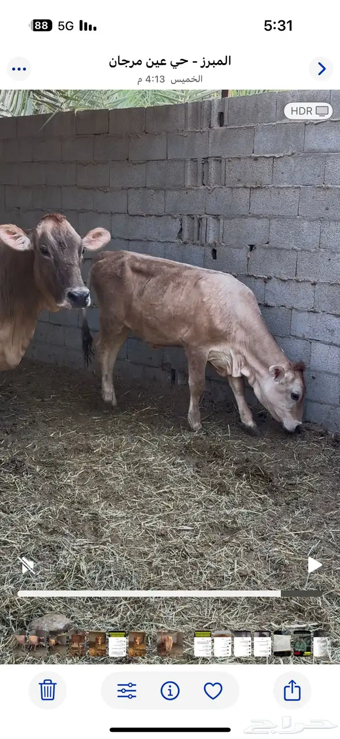 بقر 1