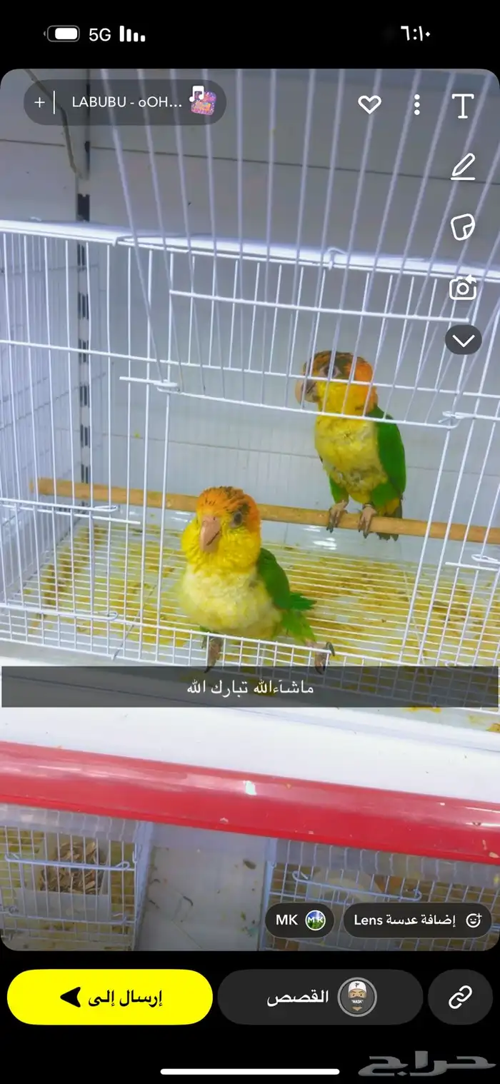 فروخ كايك قرين ثايد وكايك وايت بلي 2