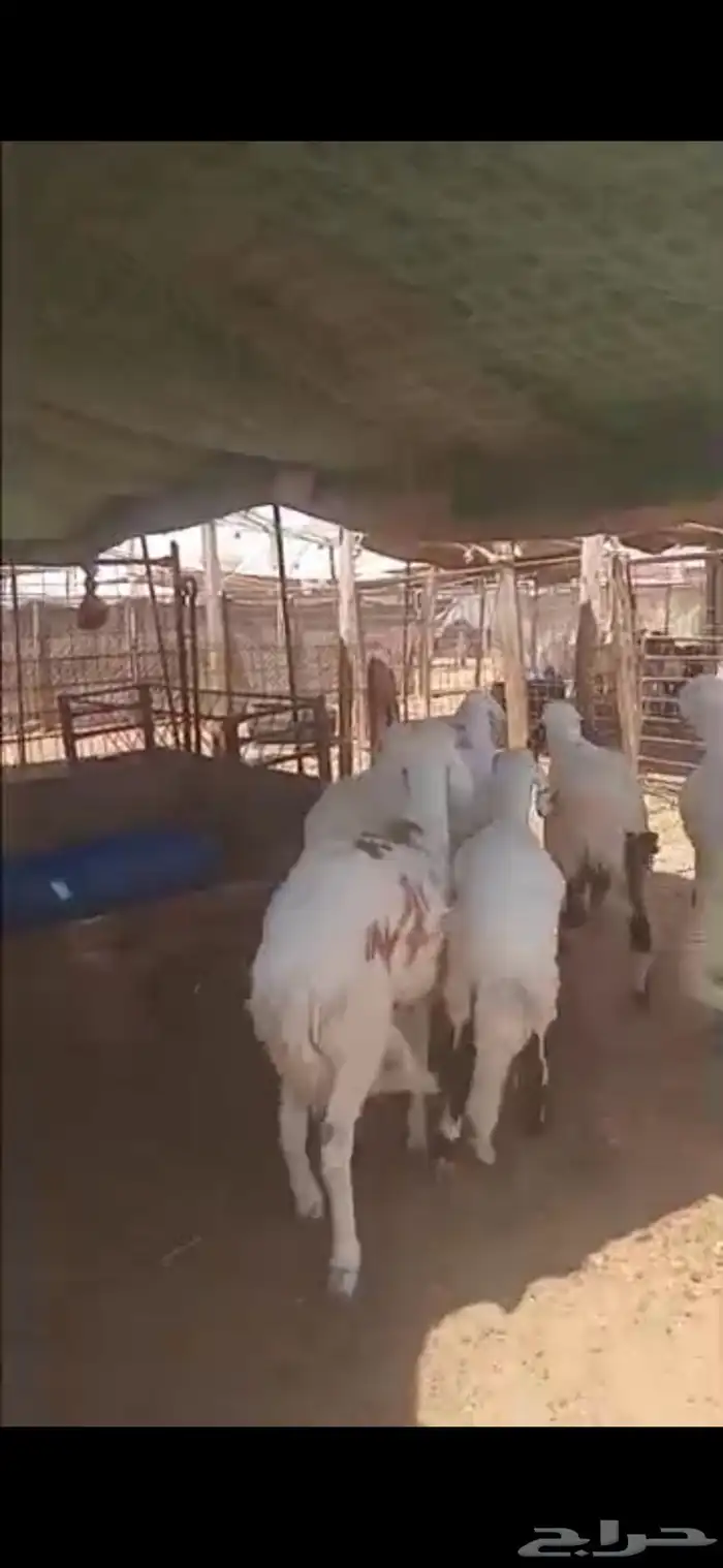 سواكن مرابي جذعان 0