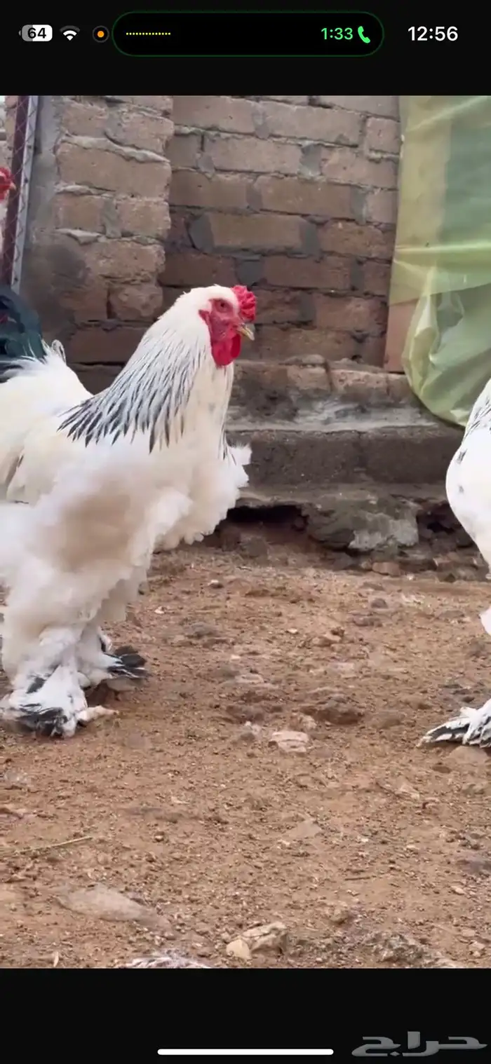 صيصان وبيض براهما كولمبي فاخخخر 5