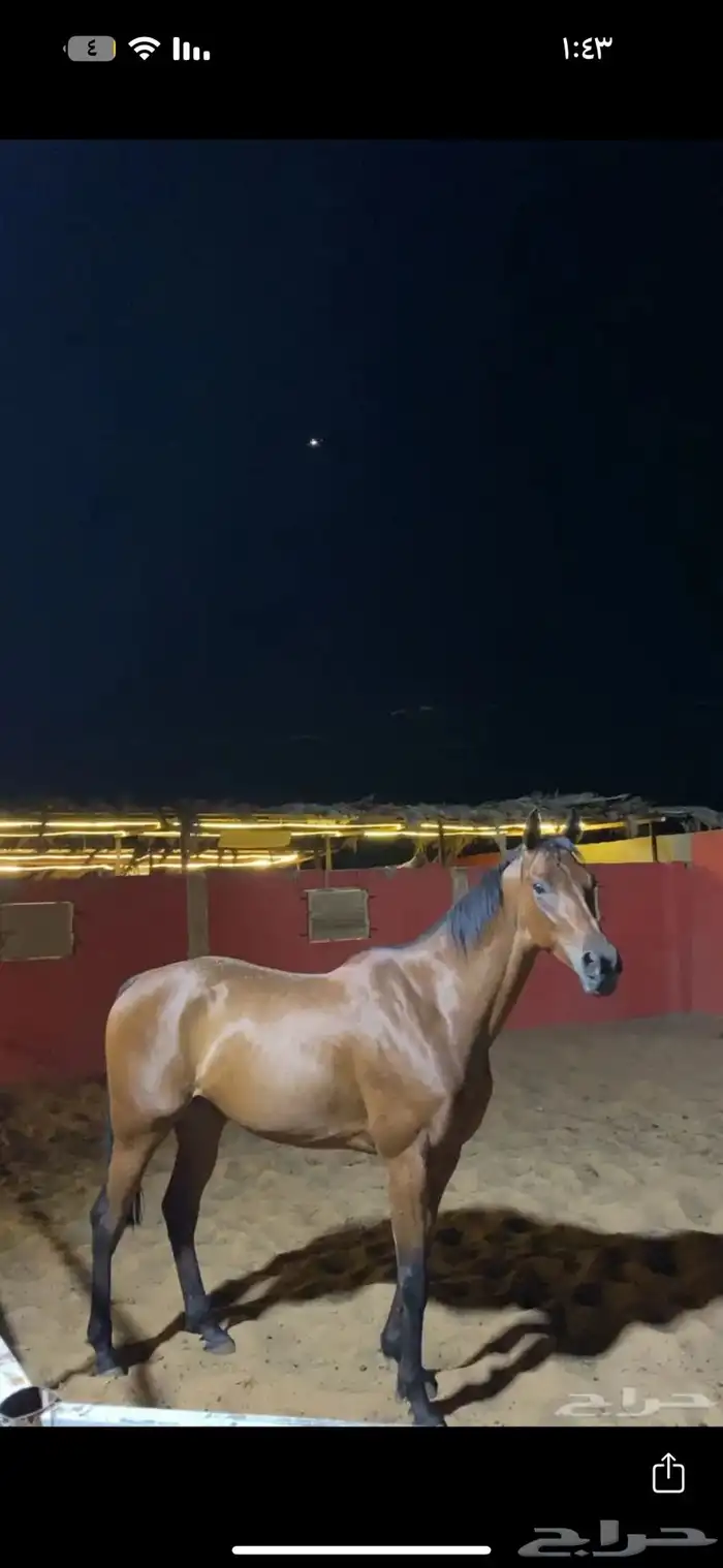 حصان انقليزي سباق 2