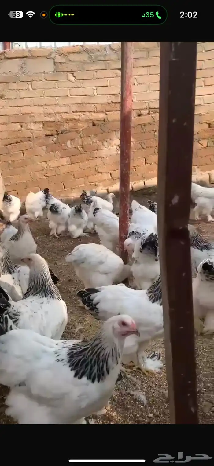 صيصان وبيض براهما كولمبي فاخخخر 3