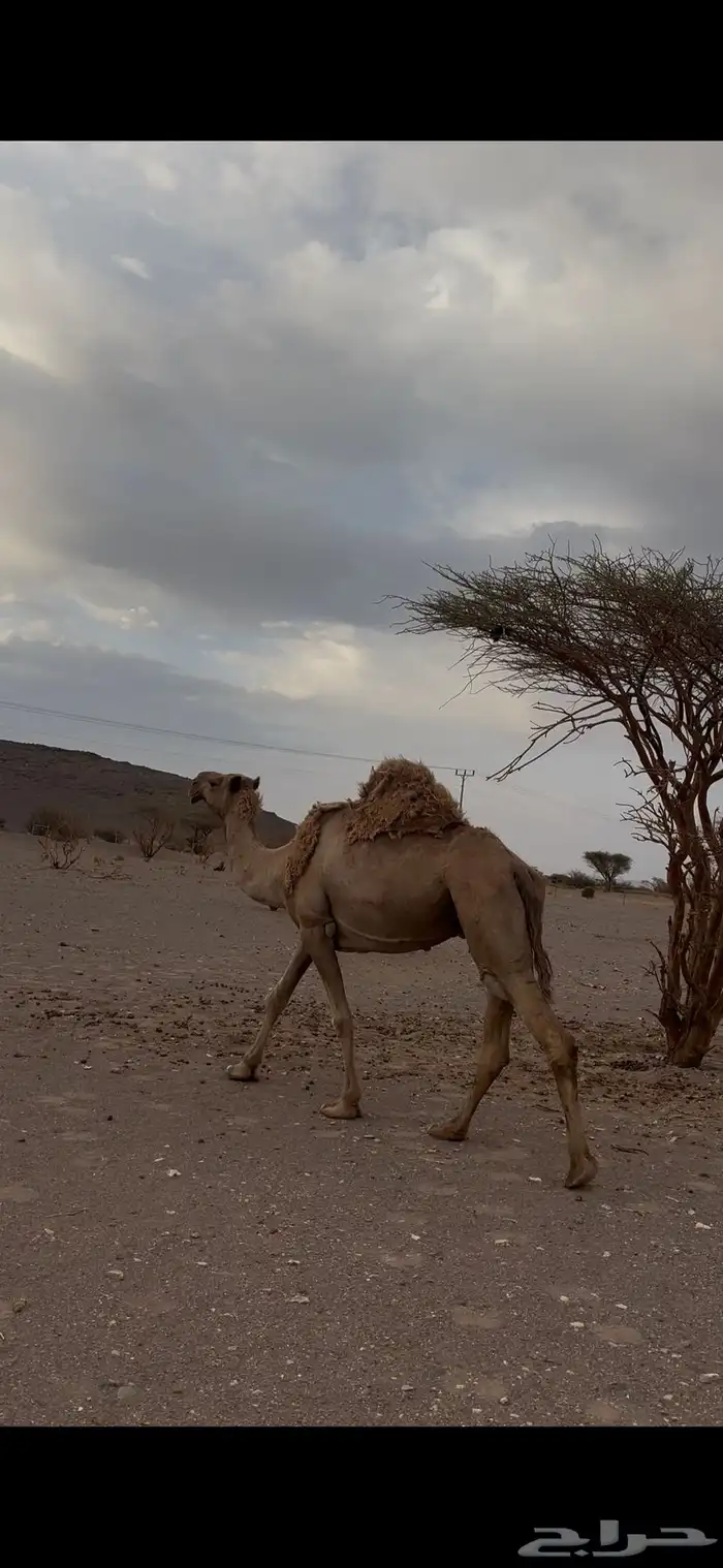 ناقه سديس للبيع 2