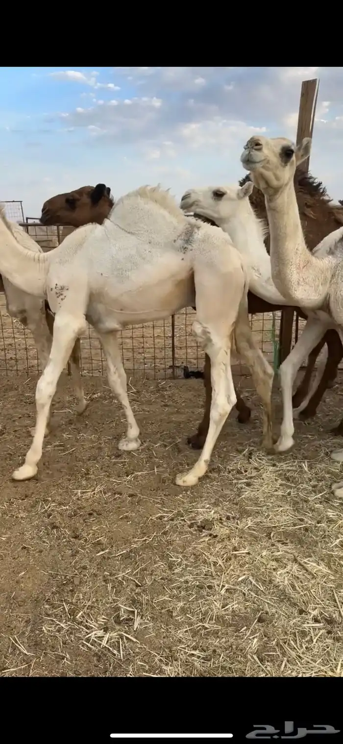 للبيع حيران فاخره 0