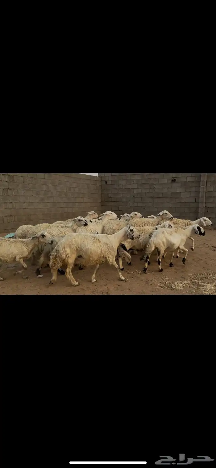 ضان دفيع صفر العدد 35 مع الفحل. 4