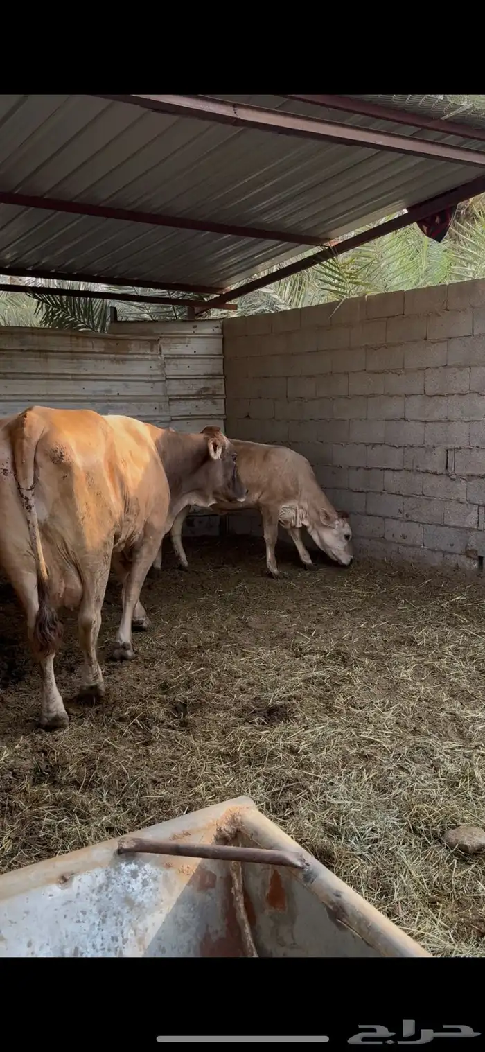 بقر 5