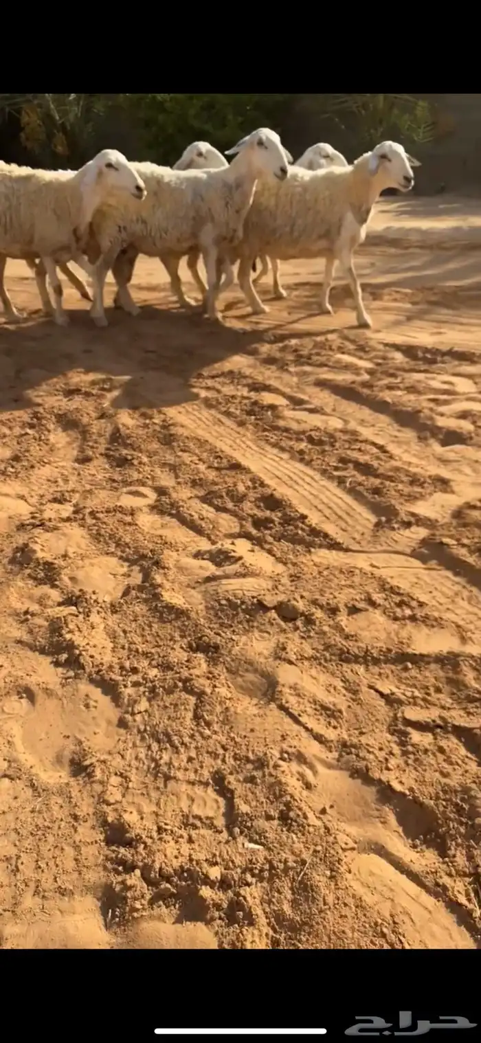 حريات مقاني ( تم البيع ) 0
