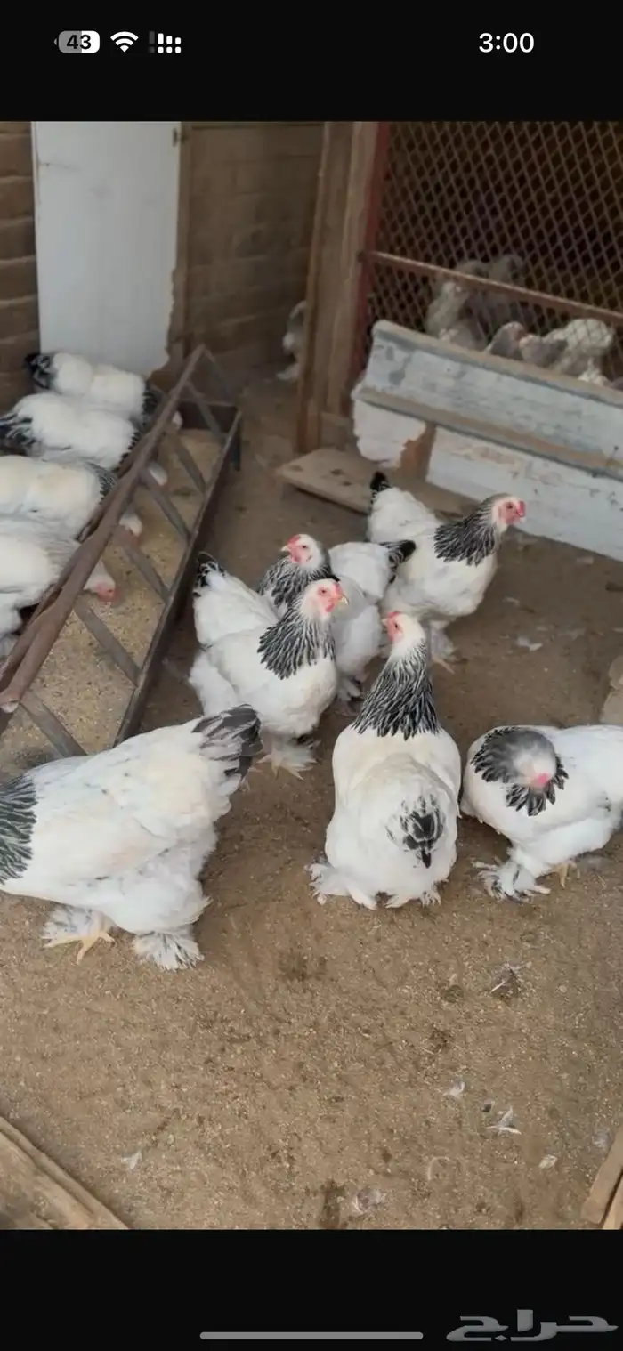 بيض وصيصان براهما كولمبي فاخر عملاق 2