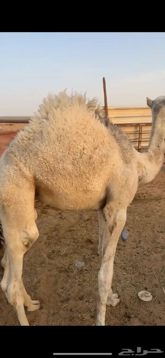 قعودين طيبات الي بيذبح ولي بيربي صالحه الخرج 3