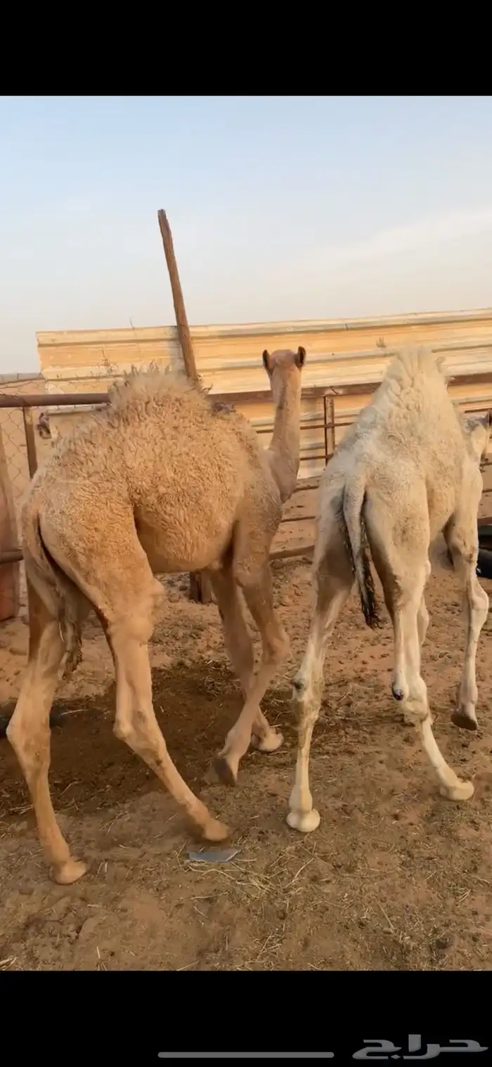 قعودين طيبات الي بيذبح ولي بيربي صالحه الخرج 1
