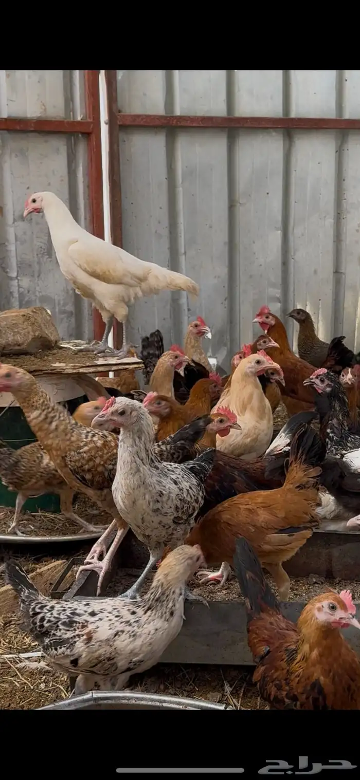 فراريج العمر فوق اربع شهور 2