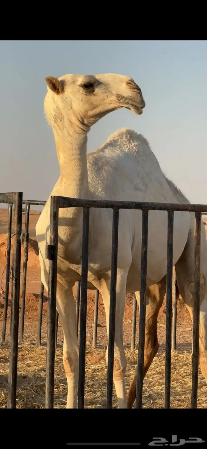 بكره للبيع 0