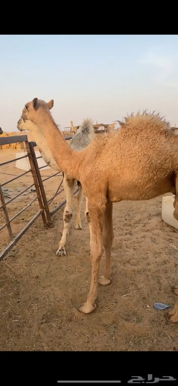 قعودين طيبات الي بيذبح ولي بيربي صالحه الخرج 7