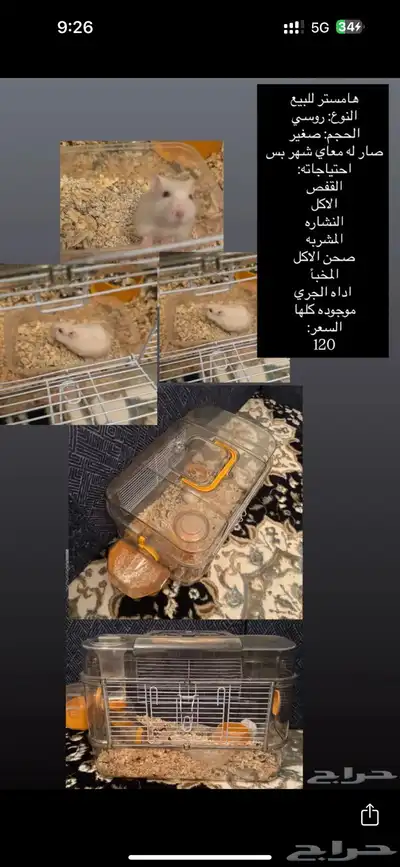 هامستر للبيع مستعجل 0