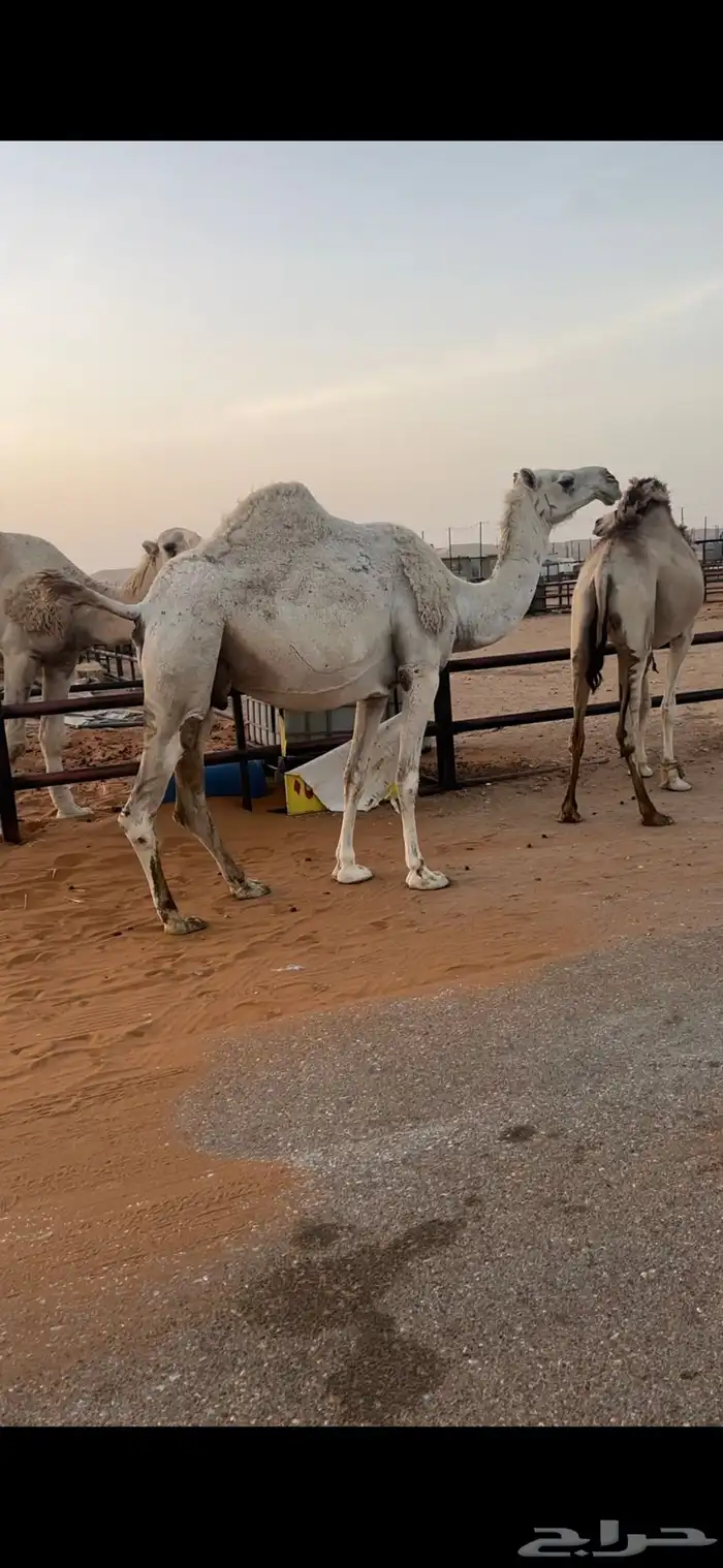اللقحات وضح طيبه 4