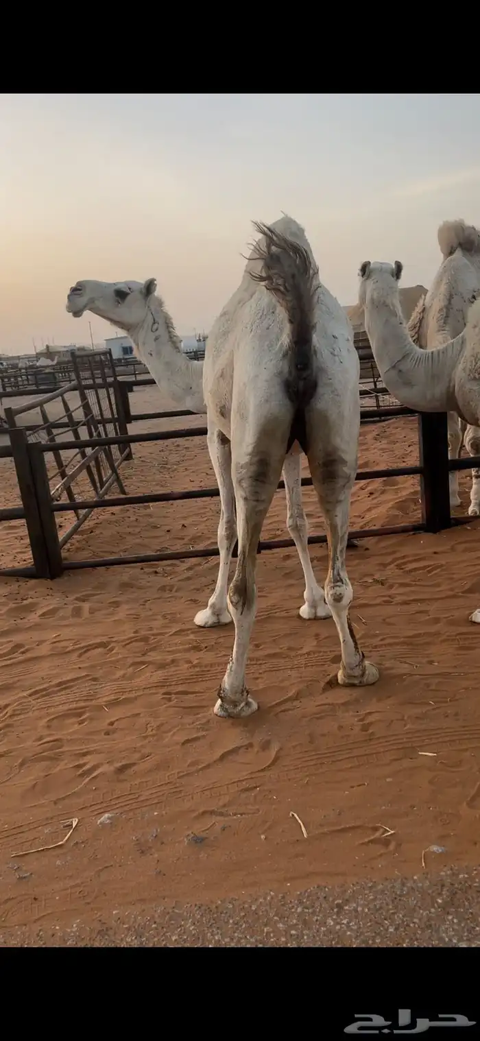 اللقحات وضح طيبه 6