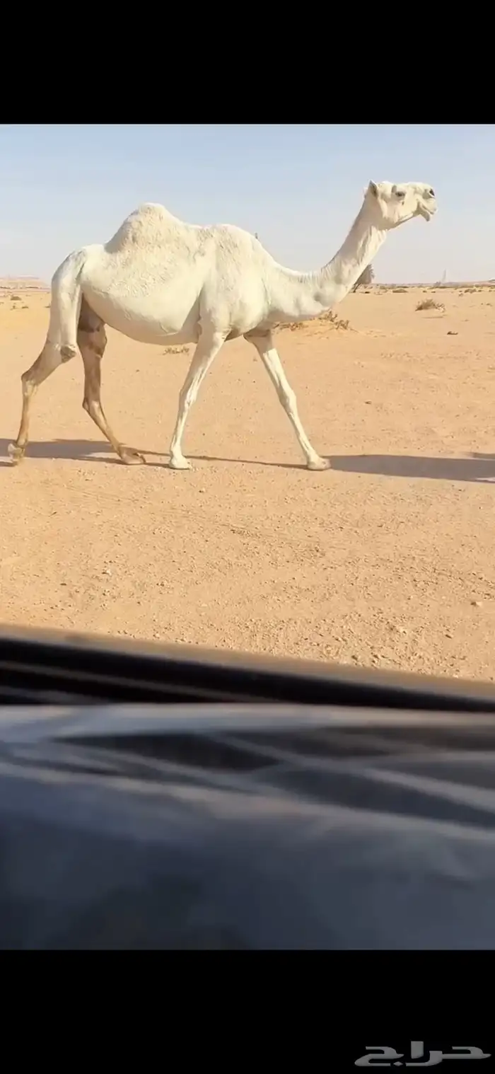 البيع القحه وضحاء طيبه 0