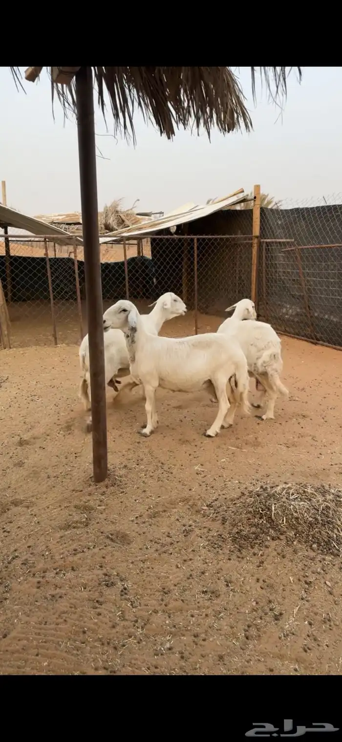 حريات دفيع تم البيع 0