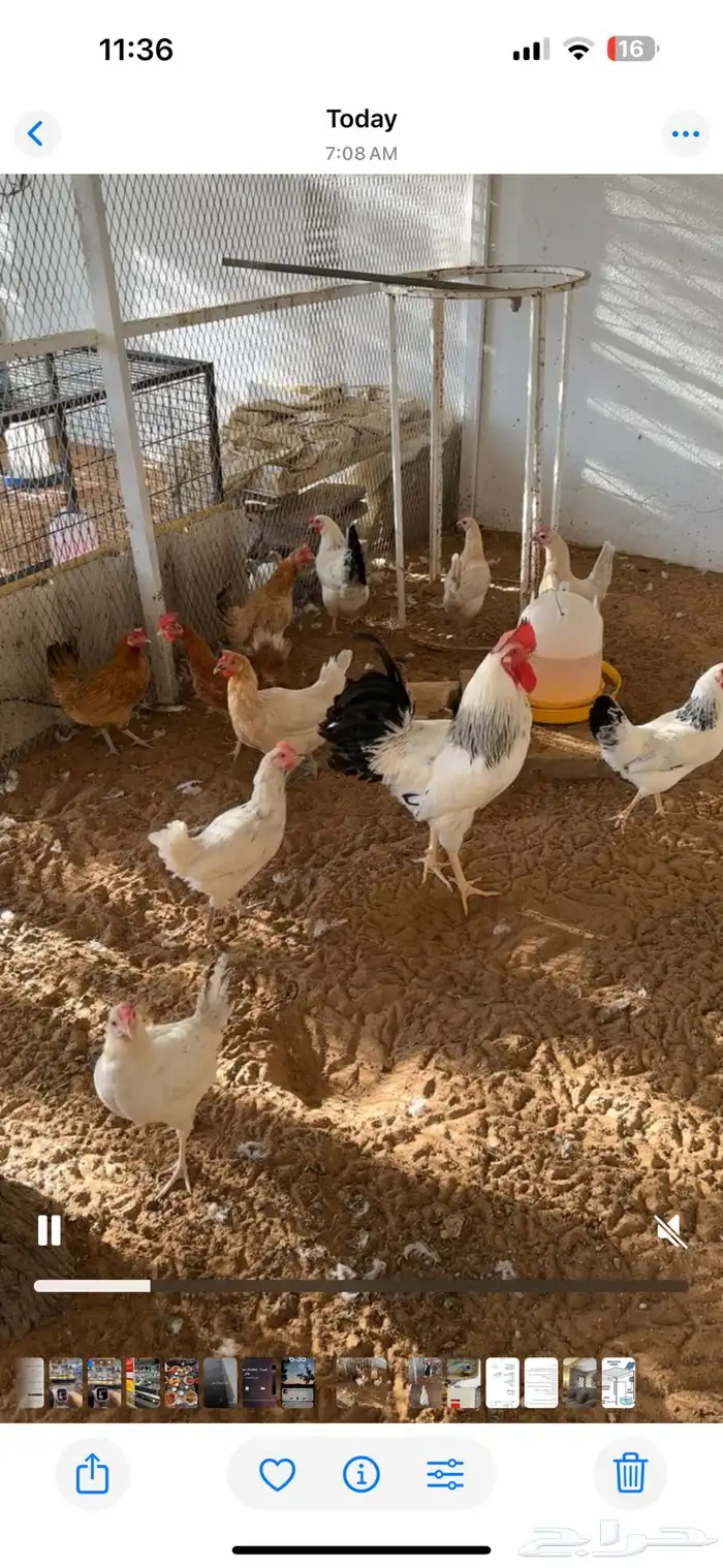 دجاج مع ديك للبيع 1