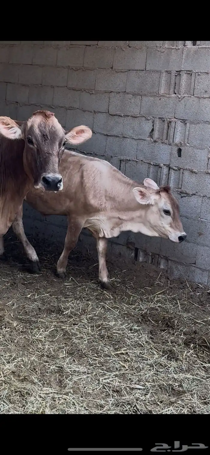 بقر 0
