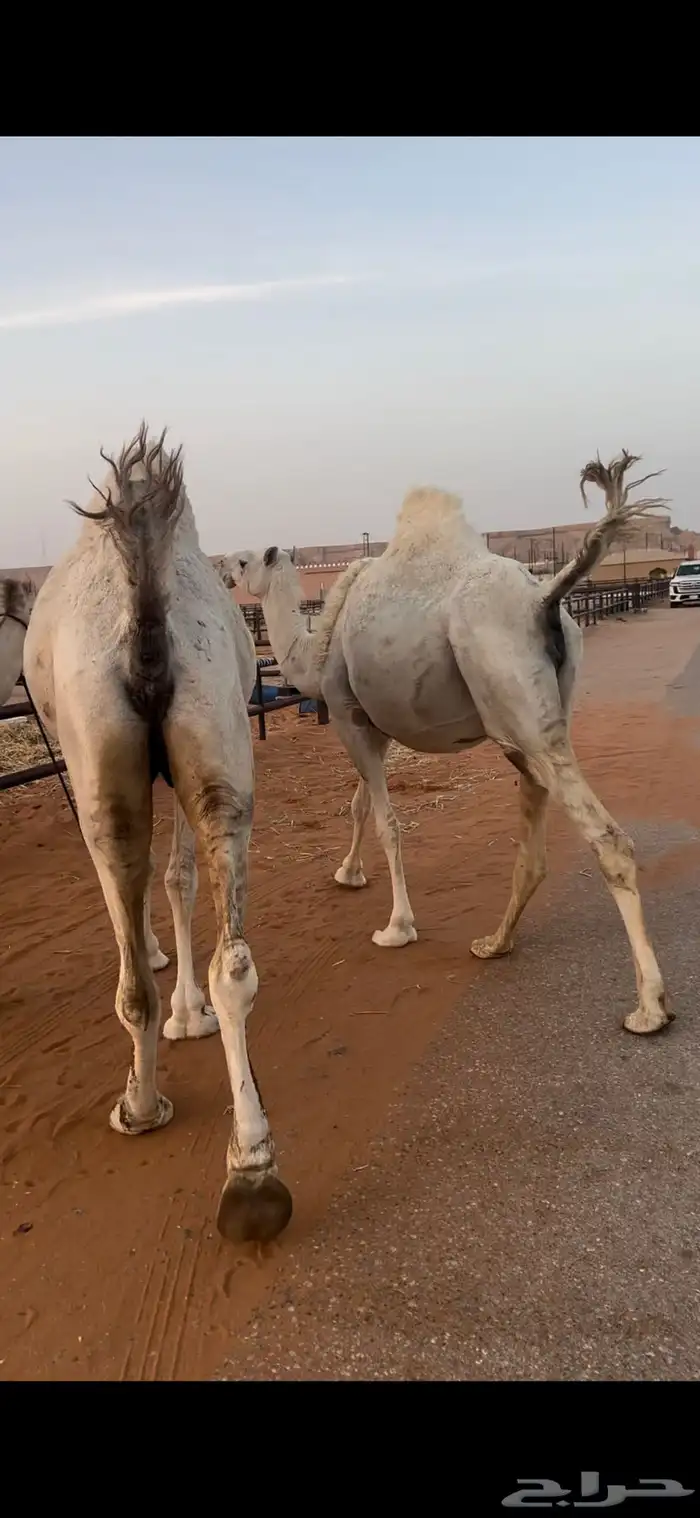 اللقحات وضح طيبه 0