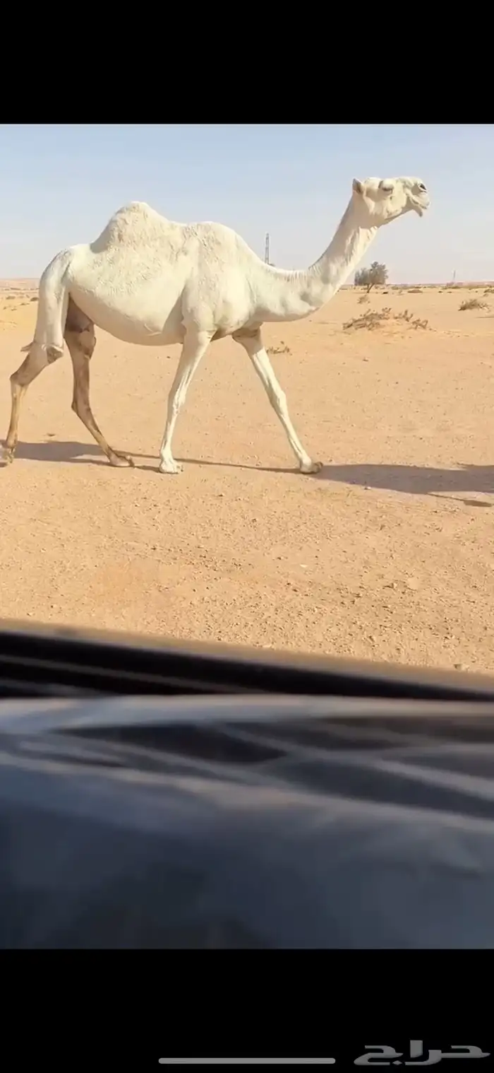 البيع القحه وضحاء طيبه 1