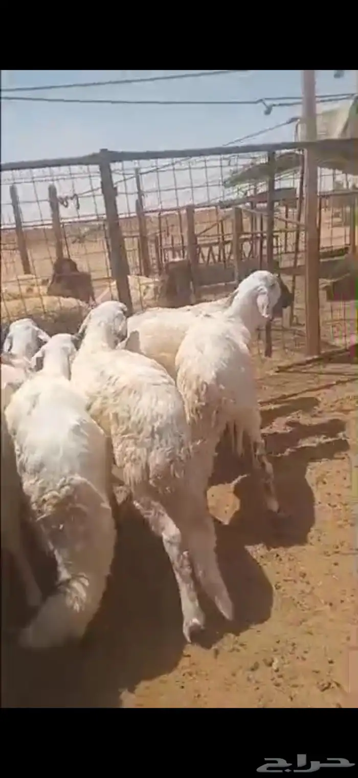 سواكن مرابي جذعان 1