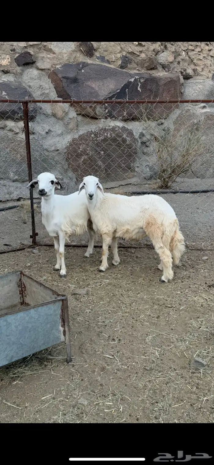 2 طليان سمان شرط 0