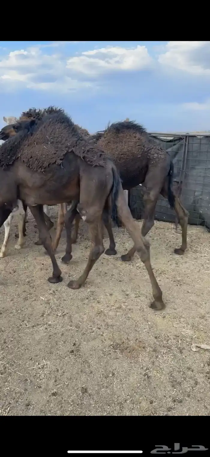 للبيع حيران فاخره 1