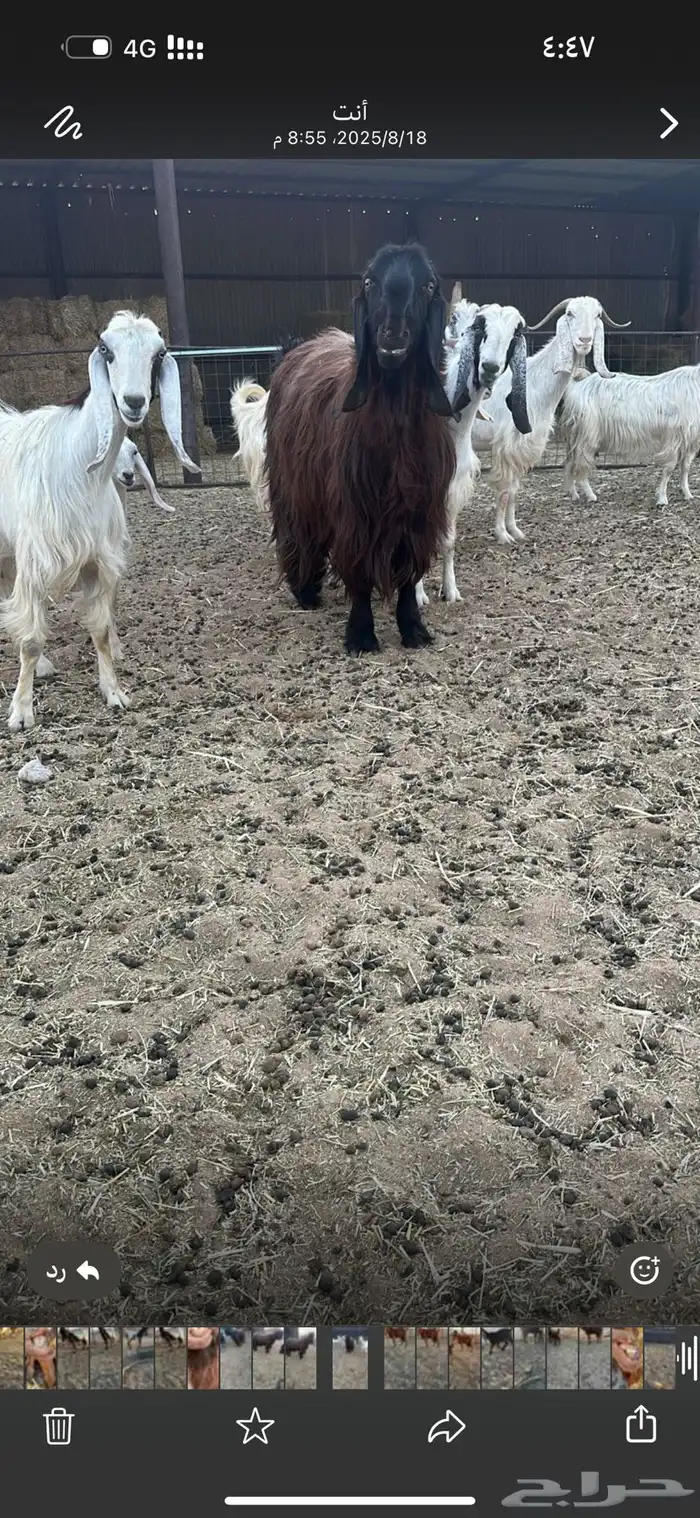 للبيع تيس قبرصي 2