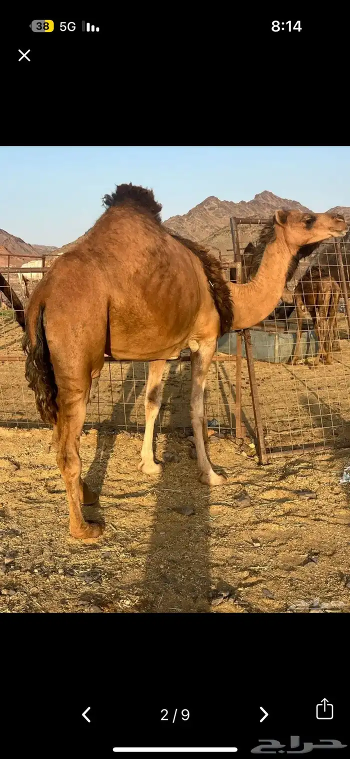 بكرة 1