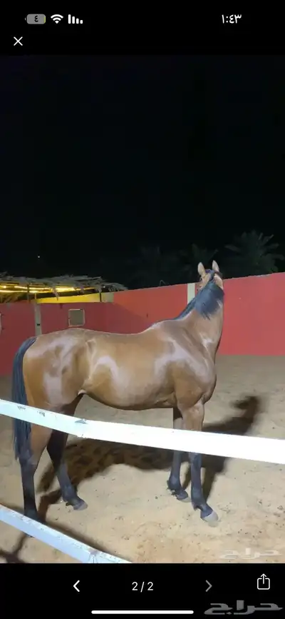 حصان انقليزي سباق index