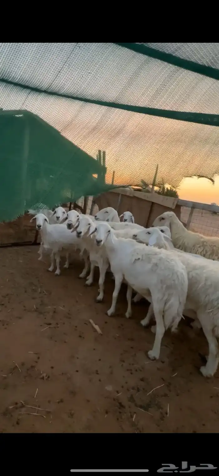 حريات مراح واحد معها فحلين اسنان متفاوته وحده توها ولدت 20 0